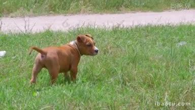 可爱的美国斯塔福德郡梗小狗在草地上